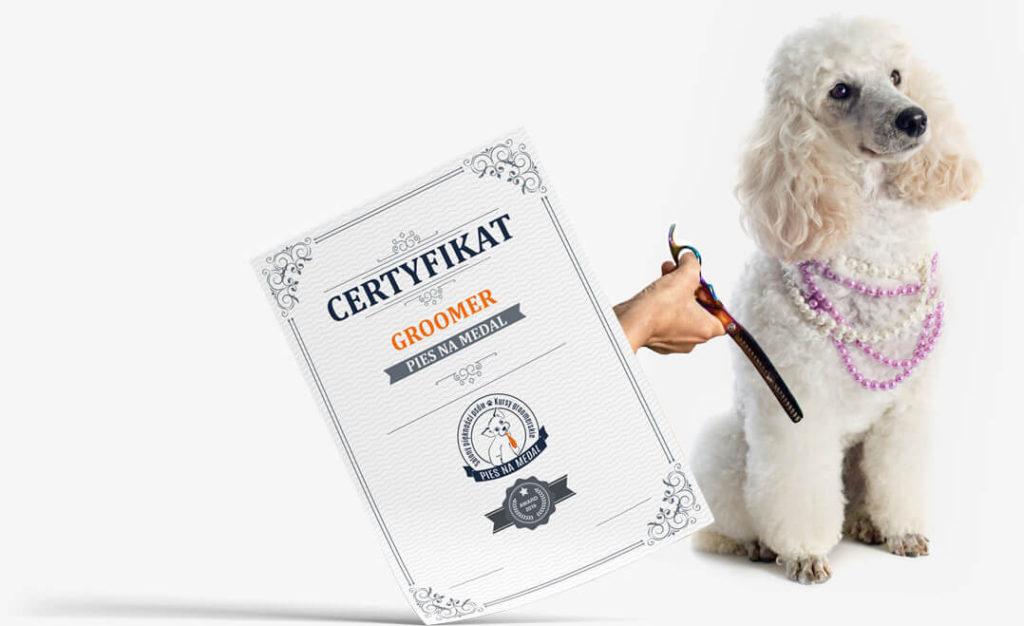 certyfikat groomer szkolenia pies na medal kraków